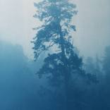 Wildflowers and Pines (17 x 11 in.) by Christine So
