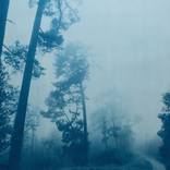 Under Towering Pines (35 x 23