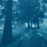 Dark Forest Path (9.5 x 17 inches) by Christine So