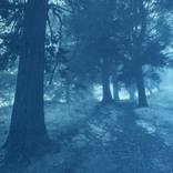 Dark Forest Path (9.5 x 17 inches) by Christine So