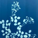 Blue Climbing Roses by Christine So