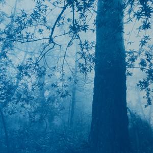 The Forest Beckons (24 x 16  in.)