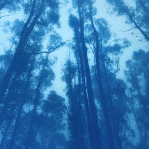 Mighty Eucalyptus (11 x 7")