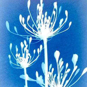 Collection Small & Medium Cyanotypes