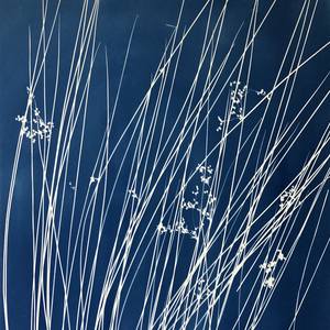 Collection Native California Species (botanical cyanotypes & paintings