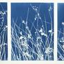 Collection Native California Species (botanical cyanotypes & paintings