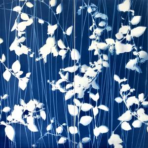 Collection Tall & Narrow Cyanotypes