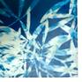 Closeup of triple exposure Cyanotype’s effect of overlapped leaves and branches 