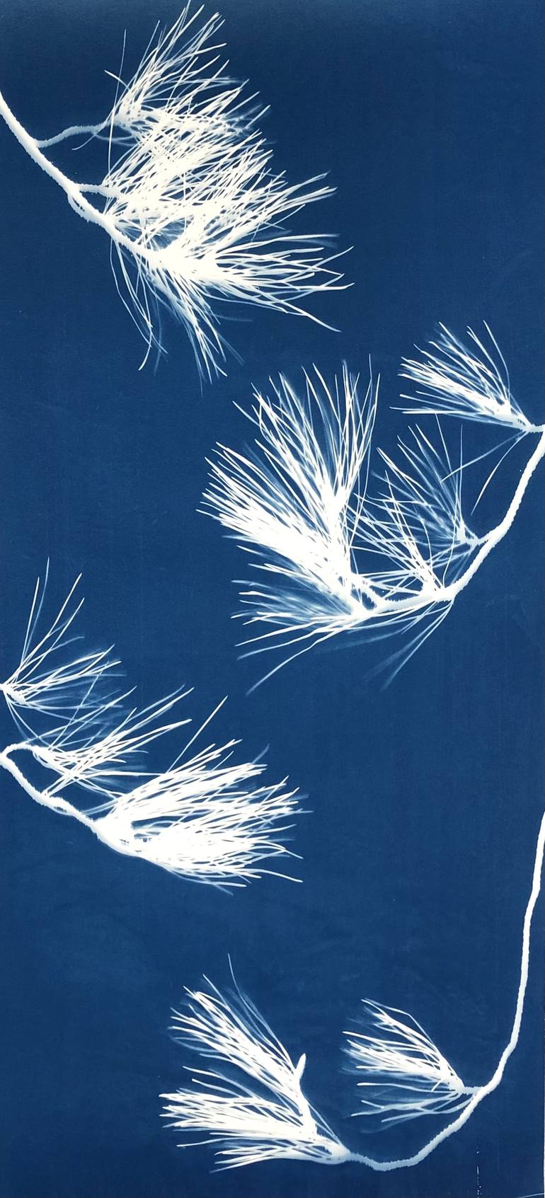 Original Figurative Botanic Photography by Christine So