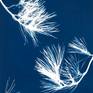 This week’s wind storm blew down so many pine branches that I had to make art. The long narrow format is reminiscent of Chinese silk paintings.

All of my botanical cyanotypes are one-of-a-kind mono types made with living plants laid in that composition exactly one time. There is no etched copper plate, no carved wooden block nor ink nor printing press allowing reproduction.
