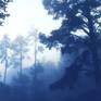 Collection Foggy Woods (Hand-printed original photos of California landscapes printed using the cyanotype process)