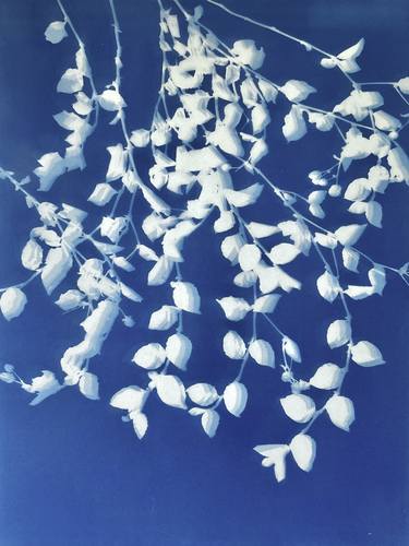 Original Fine Art Nature Photography by Christine So