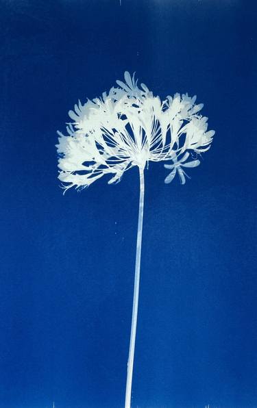 Print of Minimalism Botanic Photography by Christine So