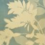 Collection Green, Gray & Turquoise Cyanotypes