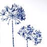 Collection Agapanthus Flowers (All Sizes & Colors)