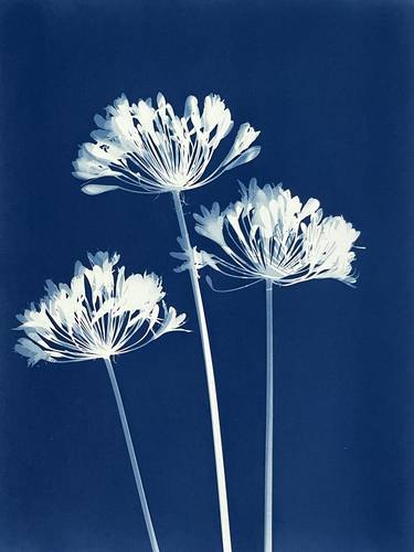 Original Botanic Photography by Christine So