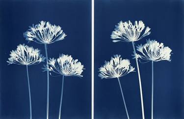 Agapanthus Diptych thumb
