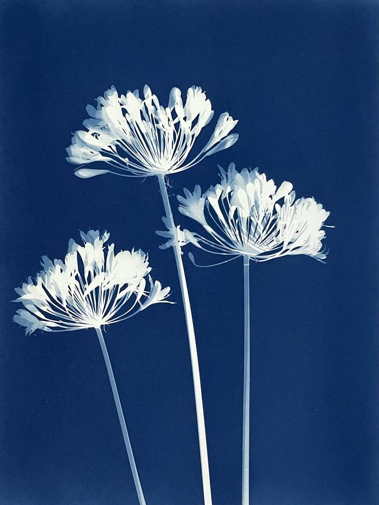 Original Fine Art Floral Photography by Christine So