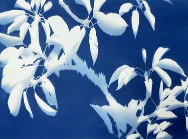 Original Abstract Botanic Photography by Christine So