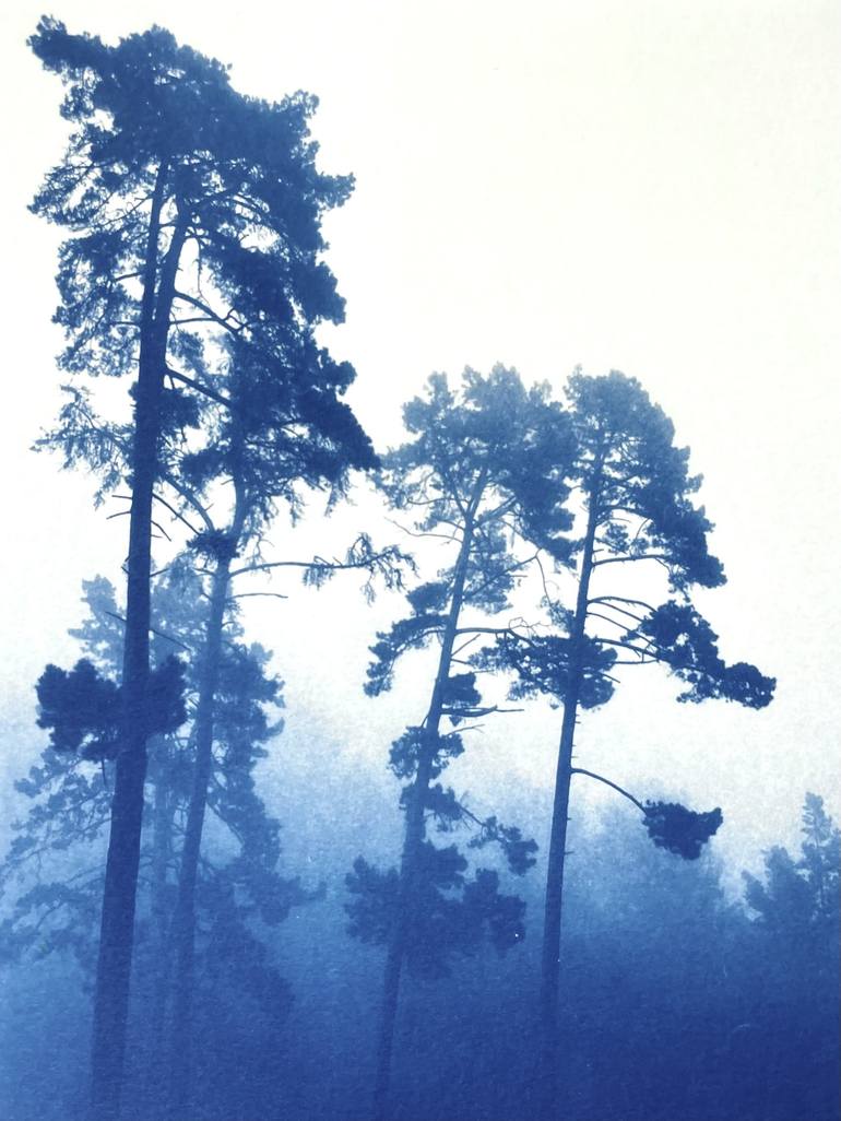 Foggy Morning Pines (8 x 11 inches) - Print