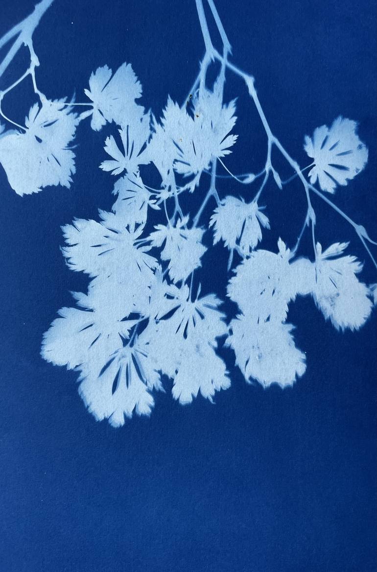 Original Contemporary Botanic Printmaking by Christine So