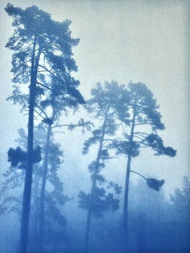 Foggy Morning Pines (12 x 16 inches) thumb