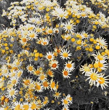 Print of Garden Photography by Christopherus Steindor