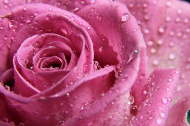 Wet Pink Rose - Limited Edition 1 of 5 thumb