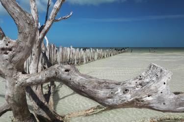 Holbox driftwood - Limited Edition 1 of 20 thumb