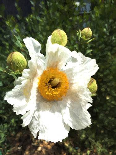 White Poppy Flower thumb