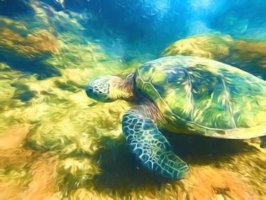 Maui Sea Turtle thumb