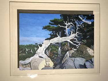 Point Lobos Pine thumb