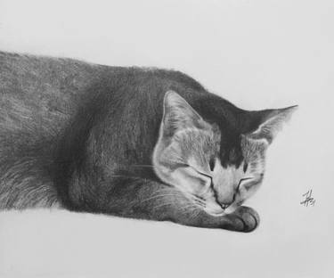 Print of Fine Art Animal Drawings by Shannon Chan