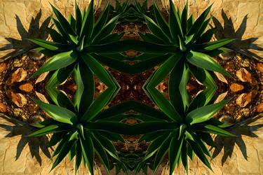 'AGAVE ATTENUATA' - Limited Edition of 30 / Size: 40 x 26.5 inches / Print Only (Unframed). thumb
