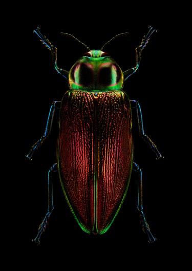'GIANT METALLIC WOOD BORING BEETLE' - Limited Edition of 30 / Size: 20 x 16 inches / Mounted behind Perspex. thumb