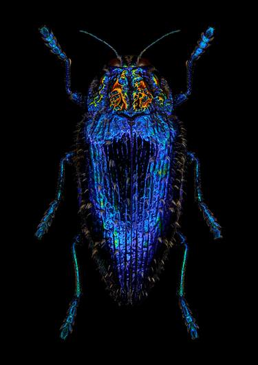 'SAPPHIRE QUEEN JEWEL BEETLE' - Limited Edition of 30 / Size: 20 x 16 inches / Mounted behind Perspex. thumb