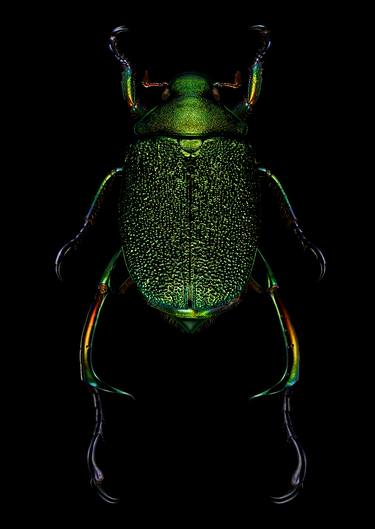 'SHINING LEAF CHAFER JEWEL BEETLE' - Limited Edition of 30 / Size: 20 x 16 inches / Mounted behind Perspex. thumb