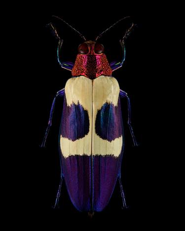 'RED SPECKLED JEWEL BEETLE' - Limited Edition of 30 / Size: 20 x 16 inches / Mounted behind Perspex. thumb