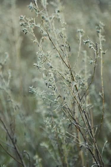 Print of Realism Botanic Photography by Vitali Pikalevsky