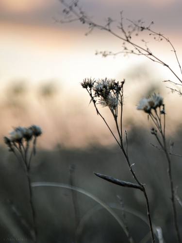 Print of Nature Photography by Vitali Pikalevsky