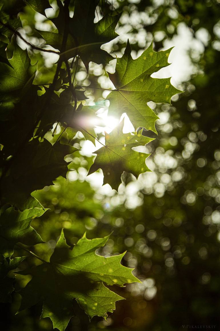 detail rolle Ferie Light through the leaves. Photography by Vitali Pikalevsky | Saatchi Art