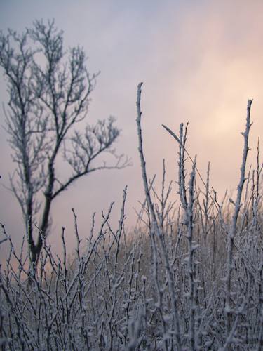 Print of Realism Nature Photography by Vitali Pikalevsky