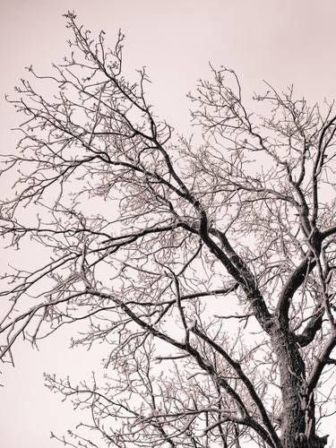 Print of Tree Photography by Vitali Pikalevsky