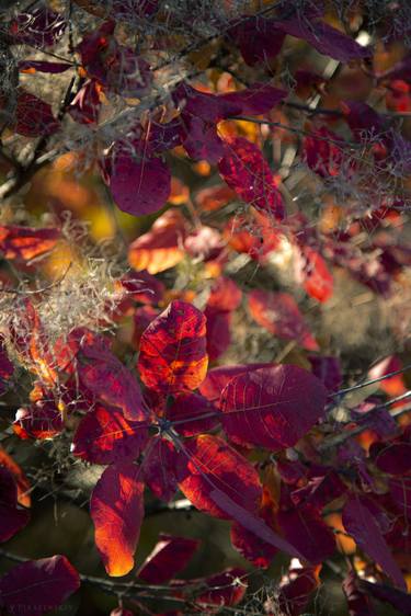 Red Leaves on the Tree thumb