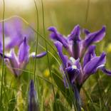 Irises in the grass by Vitali Pikalevsky