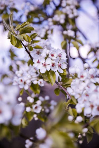 Blooming tree thumb