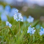 Blue Flowers on the Grass by Vitali Pikalevsky