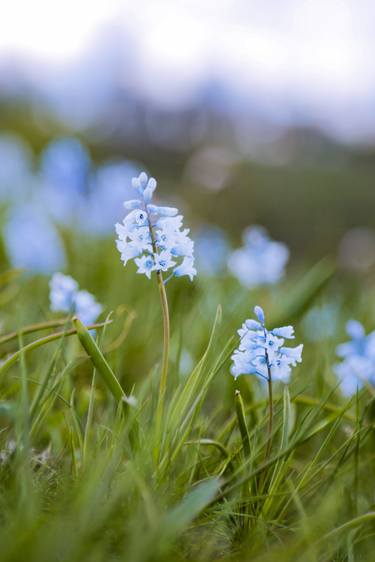 Print of Botanic Photography by Vitali Pikalevsky