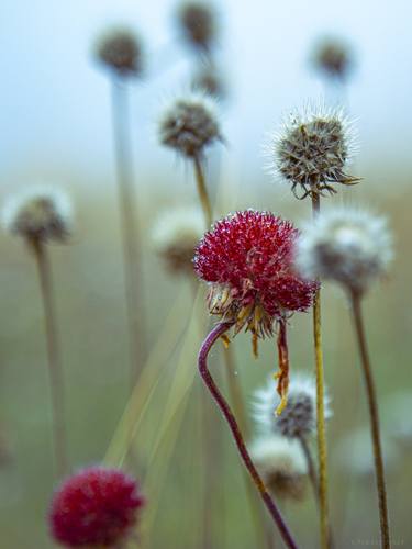 Print of Botanic Photography by Vitali Pikalevsky