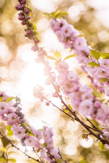 Blooming tree in spring thumb